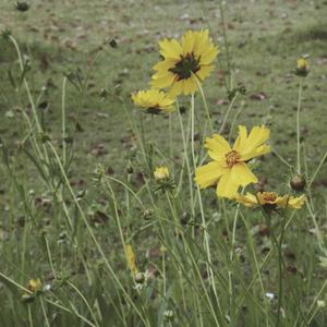 亚洲AV无码偷拍在线观看
